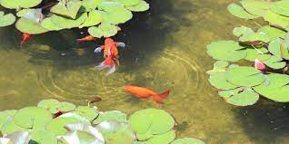 Setting Up A Goldfish Pond Uk Pets