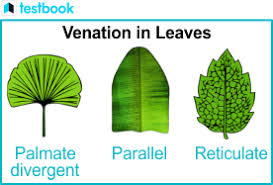 leaf venation types and patterns