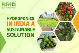 hydroponics in india a sustainable