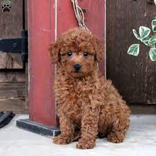 brianne toy poodle puppy in