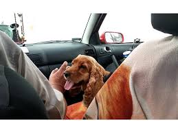 Successful Car Travel With Your Dog