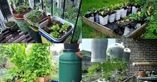Self Watering Container Garden Ideas