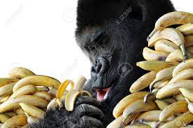 白い背景で隔離の朝食は、バナナの健康的なスナックを食べる大きなの空腹ゴリラの写真素材・画像素材 Image 18504909