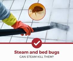 does steam kill bed bugs a quick