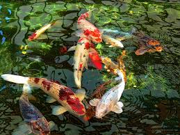 koi photograph anese koi fish pond