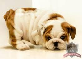Find english bulldogs and puppies from massachusetts breeders. Massachusetts Bulldog Breeders Bulldog English Bulldog Puppies Cute Animals