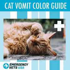 cat vomit color chart what does your