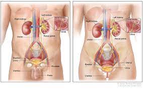 The main symptom of bladder cancer is blood in your urine. Bladder Cancer Cdc