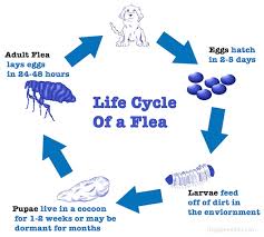 do i need to treat fleas all year round