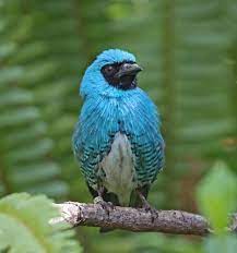 Pictures and information on Swallow Tanager