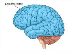 cerebral cortex damage definition