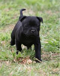 Acceptable colors include red, fawn, white, black, any shade of brindle, and blue, with or without white. So Similar To My Little Black Girl Staffy Dog English Staffy Puppies Baby Dogs