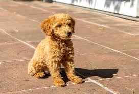 how big do miniature poodles get