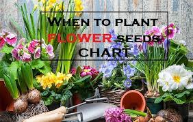 When To Plant Flower Seeds Flower