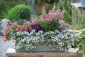 Top 10 Container Plants For Summer 2021
