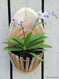 In the meantime, soak your orchid in water for approximately 20 minutes (out of the pot) in order to make its roots pliable. Wood Orchid Baskets For Vanda Cattleya And Other Orchids Hanging Orchid Orchid Supplies Orchid Planters
