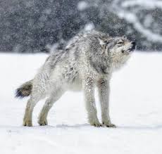 I have retired and no longer posting updates. Gray Wolf In Yellowstone National Park Natureisfuckinglit