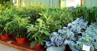 Vegetables To Grow At Home This Summer