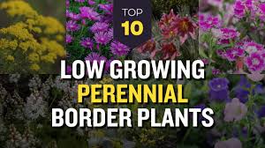 low growing perennials border plants