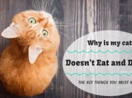 Do you know what are the reasons? Why Cats Smacks Their Lips The Key Things You Need To Know A Blog For Cat Owners Lovers