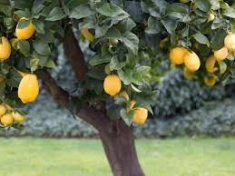 growing lemons in the garden or indoors