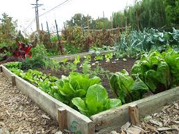 small vegetable garden how to make