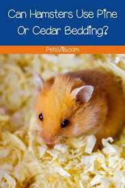 Can Hamsters Use Pine Bedding Or Cedar