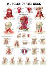 It is also flexible enough to prevent injury and a. Muscles Of The Neck Laminated Anatomy Chart