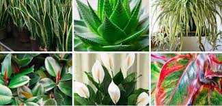 Le tillandsia, meglio conosciute come piante d'aria, sono un meraviglioso genere di piante prive di radici, che vivono assorbendo l'umidità dell'aria. Queste Piante Purificano L Ossigeno Che Respiri A Casa Essere Informati