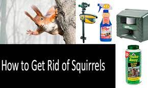 how to get rid of squirrels most