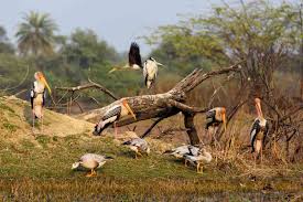 bird sanctuaries in india for birdwatching