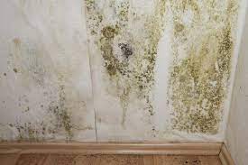 mold and mildew growth in your rv