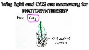 Simple Experiments To Show That Light And Co2 Are Necessary For Photosynthesis