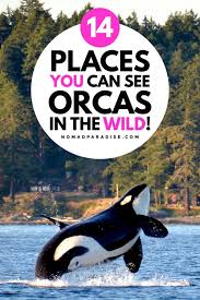 Locals refer to orcas island as the emerald isle or the gem of the san juans. 14 Best Places To See Orcas In The Wild Across The World Nomad Paradise