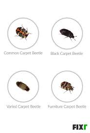 what causes carpet beetles
