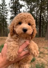 miniature poodle puppies in