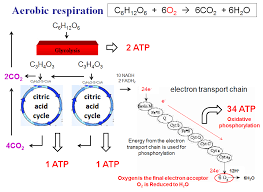 Cellular respiration is the process of degrading food in order to release the potential energy in the. Why Does Aerobic Respiration Produce More Energy Than Anaerobic Respiration Quora