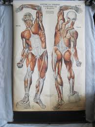 Antique Pull Down Muscle Anatomy Chart 1918 Vintage