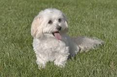 what-is-a-maltese-poodle