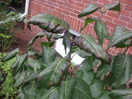 Learn when to prune, how to properly prune a to deadhead lilacs, simply snip the dead flower, leaving the stem and leaves in place. Lilac Leaves Curling And Brown