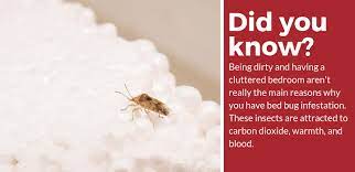 does steam kill bed bugs a quick guide