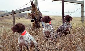 german shorthaired pointer club of canada