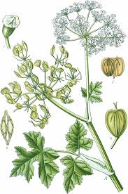 Heracleum (plant) - Wikipedia