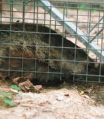 protect your garden from woodchucks