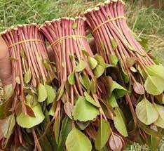 Meru MPs want a Miraa Directorate established by the BBI