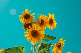 Bunga merupakan salah satu tanaman yang identik dengan simbol keindahan. 5 Manfaat Bunga Matahari Yang Jarang Diketahui Kumparan Com