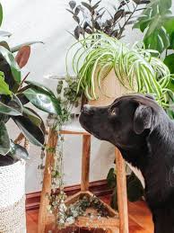 Grow Indoor Plants That Are Safe