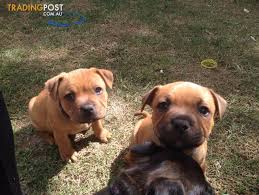 Pure bred puppies for sale from registered breeders located in australia and new zealand. Pedigree English Staffordshire Bull Terrier Puppies For Sale