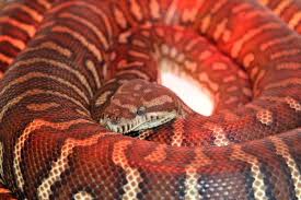 bredli colour pattern aussie pythons