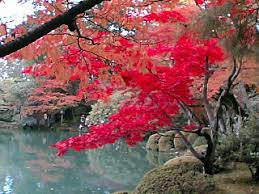 moyuru aka | kenrokuen.one of the three greatest gardens in … | Flickr